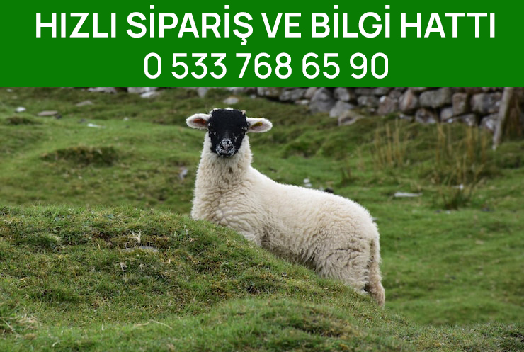 SİPARİS