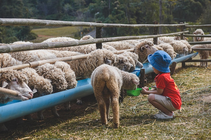 asian-kid-feeding-foods-young-animal-with-outdoor-sun-lighting_127090-1579