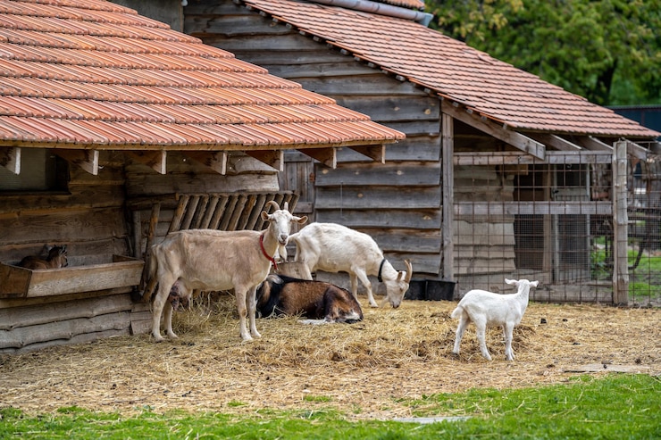 goats-outdoor-paddock-farm_155027-2304